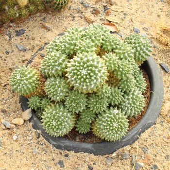 cactus in the desert park
