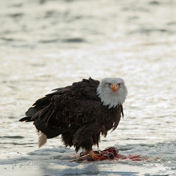The eagle to be fed with a salmon on an ice floe. 