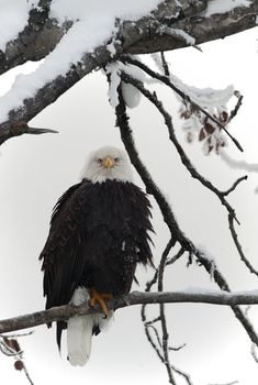 Bald eagle of  sitting on a branch of dead tree.Haliaeetus leucocephalus washingtoniensis.