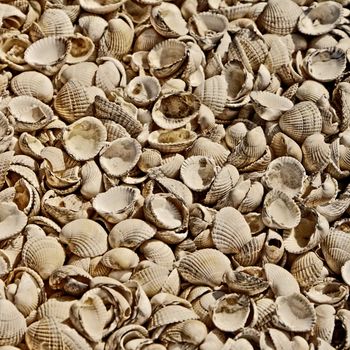 Sea Shells at the Beach