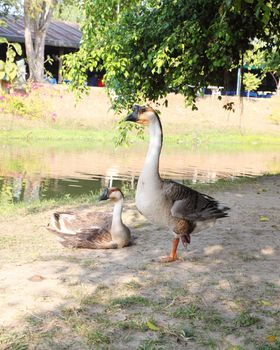 domestic goose near the river