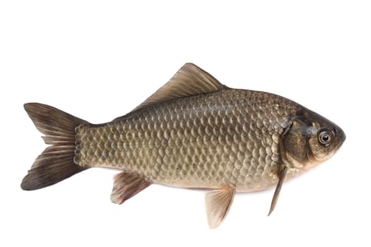 Crucian- it is isolated on a white background
