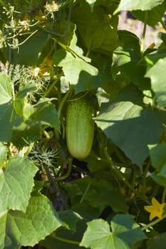 Cucumber in a kitchen garden