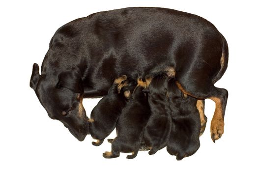 The German hunting terrier with the puppies