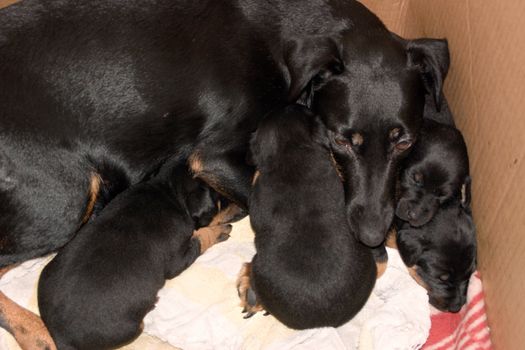 The German hunting terrier with the puppies