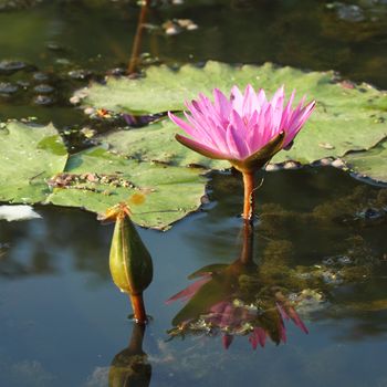 pink lotus on the river