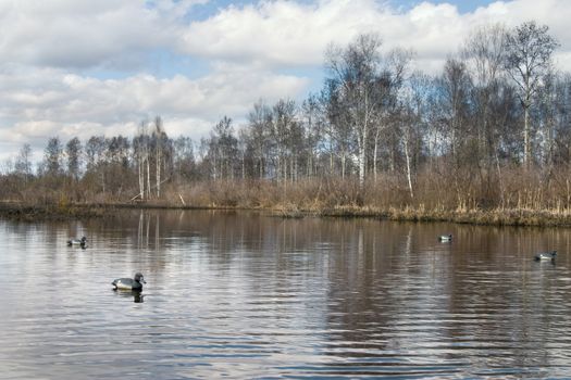 Duck scarecrows on spring hunting for a drake