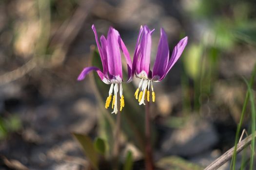 The Siberian primroses- Erythronium Sibiricum. Liliaceae. 