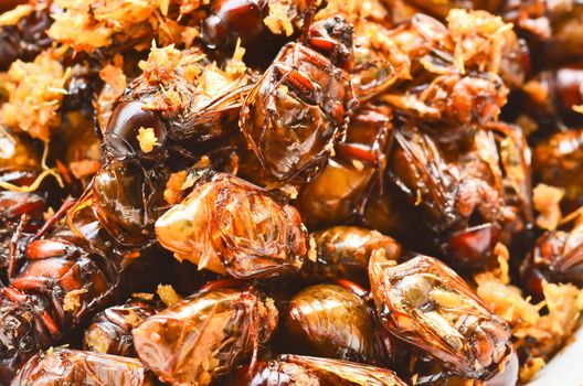 close up fried insects