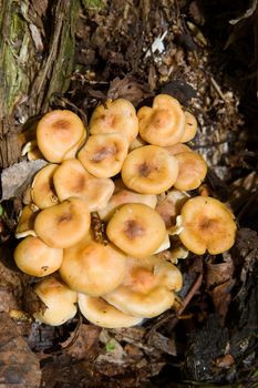 Inedible mushrooms false honey agarics