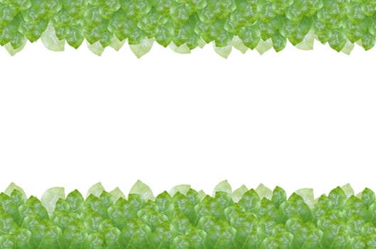 green leave on white background