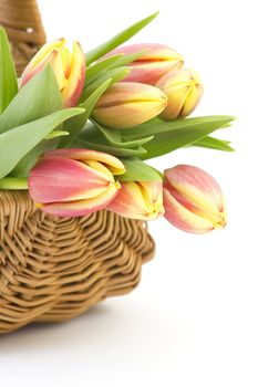 fresh tulips