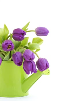 bunch of violet tulips