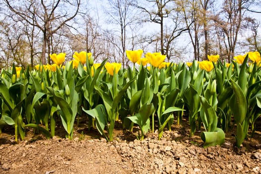 Golden variaties of Tulips - spring season (April)