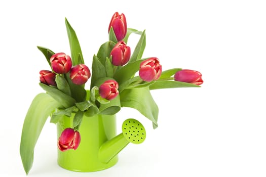 bunch of red tulips