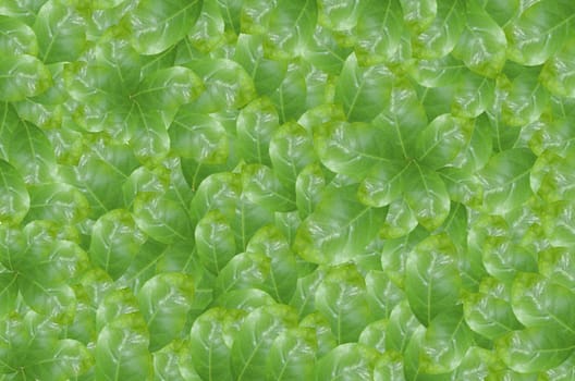 Green leaves over abstract background