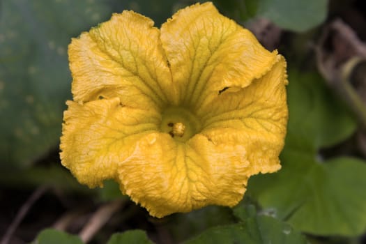 Yellow flower of a pumpkin close up