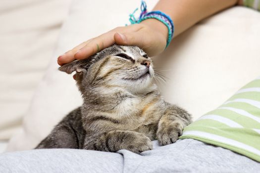 stroking the cat