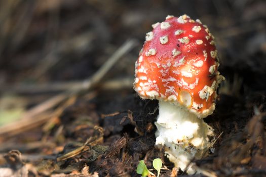 Poisonous mushroom a red fly agaric