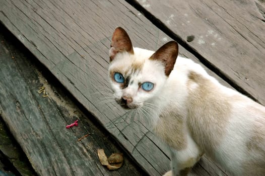 cat with blue eyes