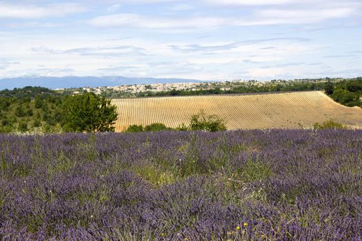 Lavender field in the region of Provence, southern France 
