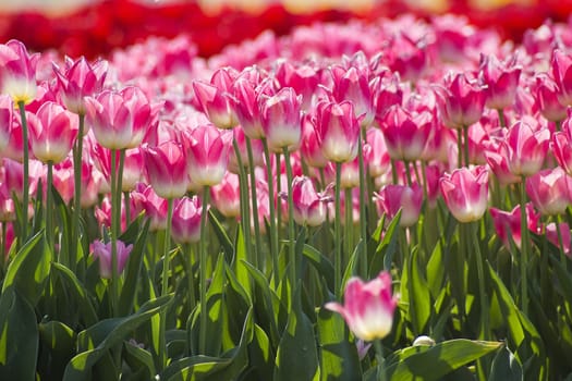 A spring field with pink tulips in the Netherlands
