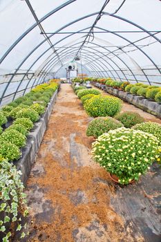 Greenhouse interior during autumn season, Piedmont, italy