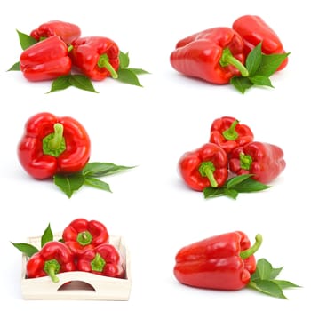 collection of pepper fruits