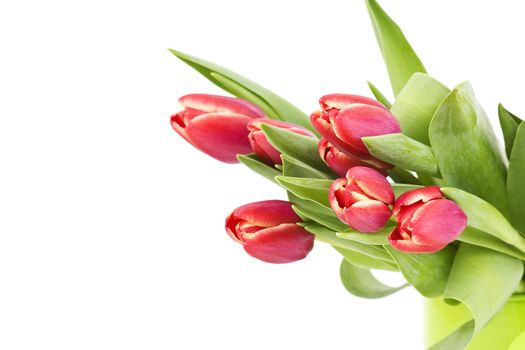 bouquet of fresh tulips
