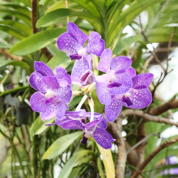 beautiful purple orchid flower