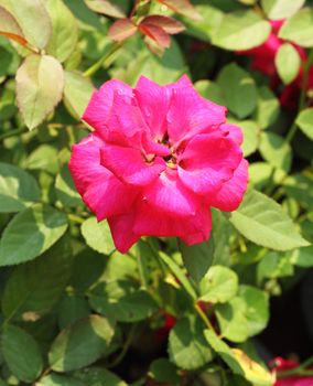 red rose flower in the garden