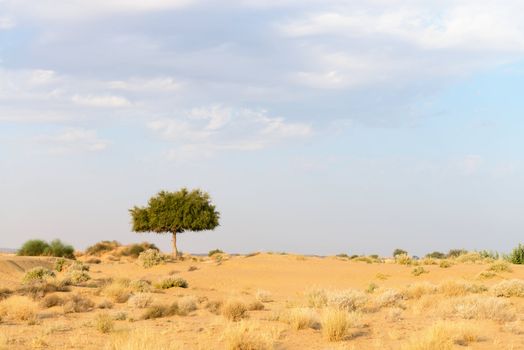 One rhejri (prosopis cineraria) tree in the thar desert (great indian desert) under cloudy sky