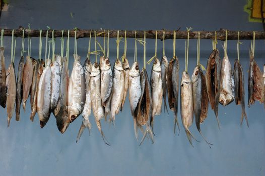 milkfish is being hung in the drying process