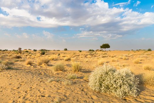 One rhejri (prosopis cineraria) tree in the thar desert (great indian desert) under cloudy blue sky