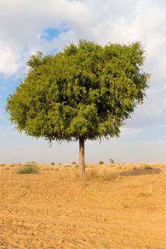 One rhejri (prosopis cineraria) tree in the thar desert ( great indian desert) under cloudy blue sky
