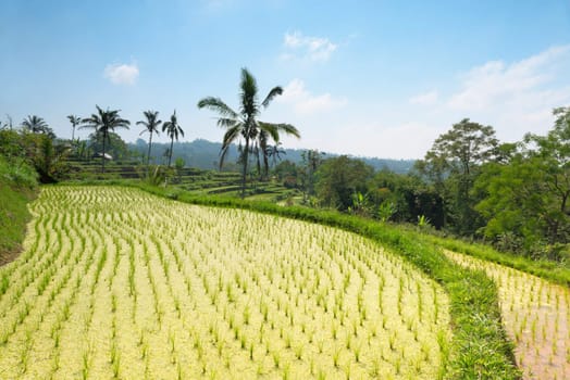 Paddy with green rice sprouts seedlings on field