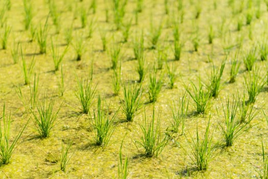 Paddy with green rice sprouts seedlings on field