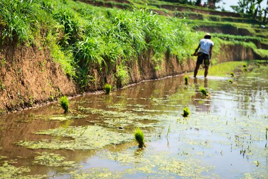 Bali male farmer plant and growing rice on the paddy rice farmland field