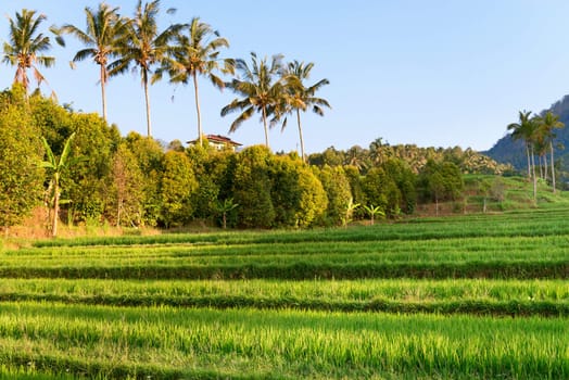 Paddy with green rice sprouts seedlings on field with palms and blue sky on background