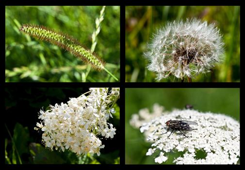 collage of flowers