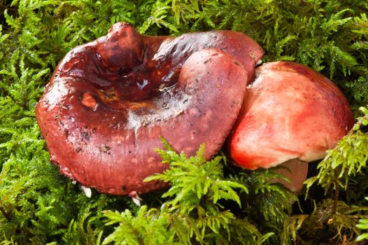 red mushrooms in the moss