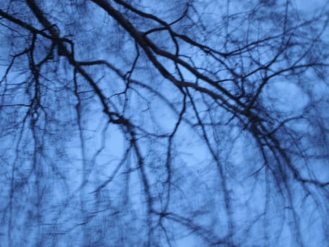evening, winter, birch branches in the wind