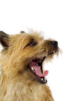 Face of sweet dog, taken on a white background. The breed of the dog is a Cairn Terrier.