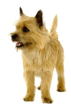 Happy dog is standing on a white background. The breed of the dog is a Cairn Terrier.