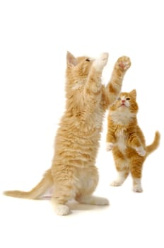 Two kittens are playing on a white background.