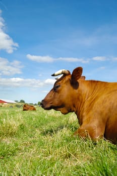 Face of a resting cow. The sky is blue with white clouds. Profile shot.