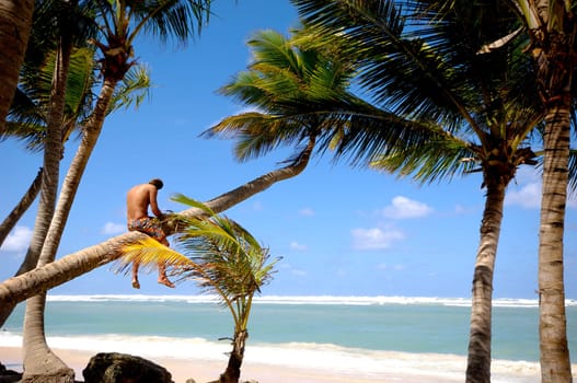 A young man sitting on a palm which is hanging over exotic caribbean beach.