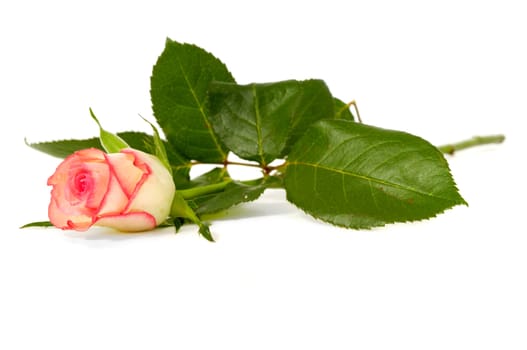 A rose on a white background