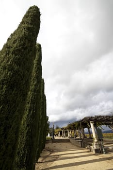 A pathway leading by some tall cypress trees