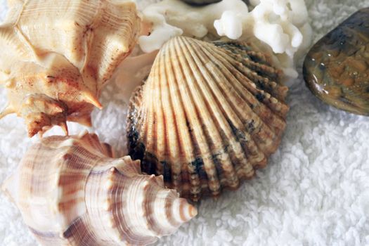 Wet cockleshells and corals on a towel